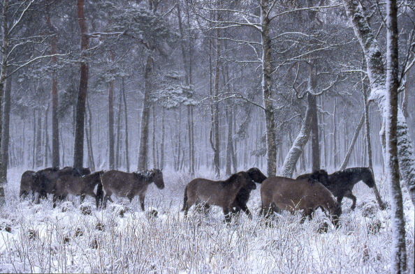 Konik Polski, herd crossing forest under snow fall
