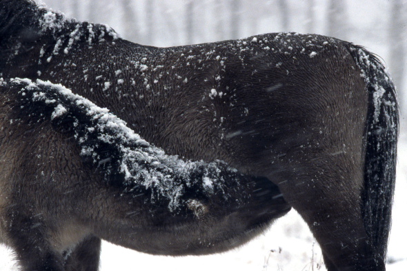 Konik Polski, mare suckling her young under snow storm